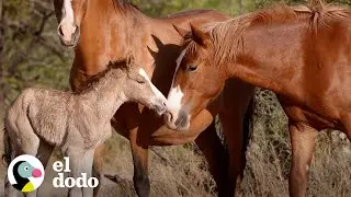 Caballo beb&eacute; salvaje da sus primeros pasos | El Dodo