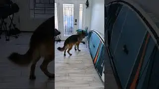 Shadow - AKC Virtual Scent Work Test (Experienced Test 2)  #akc #dogtraining