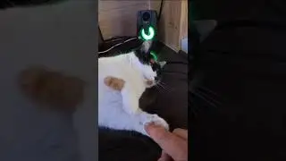 Бася отдыхает под музыку / cat is relaxing in lounge