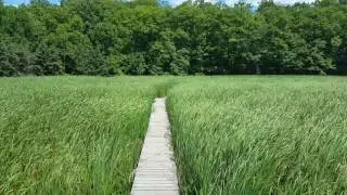 Cootes Paradise Marsh