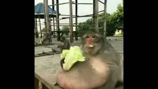 Fat ass monkey