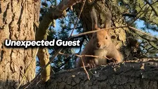 Frosty Winter Morning Walk | Unexpected Squirrel Breakfast 🐿️
