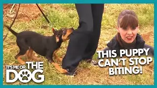 Rough Play & Harsh Punishments Backfire! |  Full Episode | It's Me or The Dog