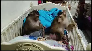 Shaki , kina and Adik watching me Iron My Cloth