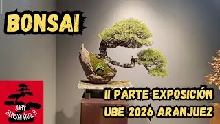 Exposición UBE bonsai 2026, II parte, segunda sala y Luis Vallejo #bonsai #ubebonsai