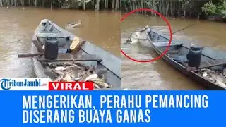 Viral Perahu Pemancing Diserang Buaya Rawa Saat Bawa Ikan Banyak