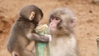 Baby Monkey Abandoned by Father | Tears in Ending