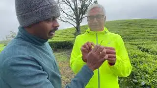 Taj Scenic Munnar Tea Estate Tour
