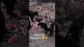 vishal helping video dog 🐕 help 😔🙏#viral #trending #animals #doglove #youtube #shorts #vishalvloghr