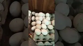 My all eggs gone rooten due to electrical 😔😔😔