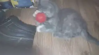 VID 20180702 215733