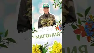 Магония - очень красивый кустарник #питомникросток #саженцы #питомникрастений #розы