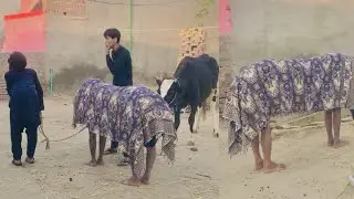 Andiya ki gain🐄 //with for End 🥰 Malik Faizan 12