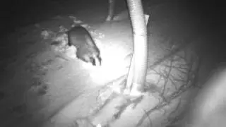 Wild Scottish Badgers - digging the main hole free of snow - 3rd April