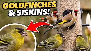 Siskins, Goldfinches & Greenfinches at the Feeder | Garden Birds