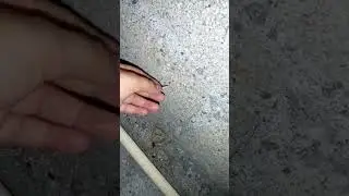 Catching Raspy Cricket