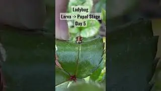 Ladybug captured in its Pupal Stage. Subscribe to see its complete transformation! #ladybug #garden