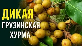 Сокровище Грузии &mdash; дикая хурма, о которой знают немногие!