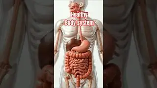 Realistic Human Anatomy Visualization Healthy body system     | 3D Organs| #science  #shorts