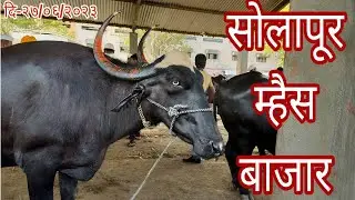 खास पंढरपुरी गवळारू म्हशींचा बाजार || सोलापूर म्हैस बाजार || दि -२७/०६/२०२३ || वार-मंगळवार