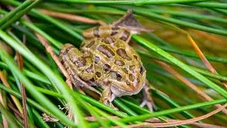 Saving Critically Endangered Frogs