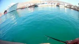 ψάρεμα σύρτης με μπομπάρδα & δόλωμα λωρίδα φιλετάκι από κεφαλόπουλο