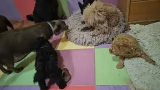 В яслях шумно😂👍 работа заводчикаПитомник чихуахуа и пудель Кастропуло Крым есть свободные щенки 