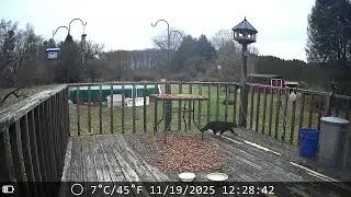 Archive Files of Deck Trail Camera Compilation 20251121 C