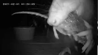Blossom the Opossum Eats a Mouse 2 1 2021