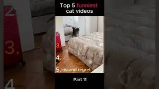 Top 5 funnies cat videos part 11