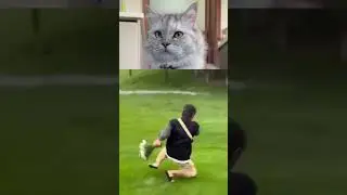 #funnycatreaction 😂#funnyviral #nobbythecatreacts