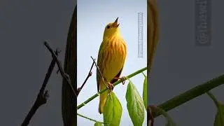 Yellow warbler #yellowwarbler