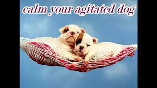 Расслабляющая музыка для собак🐶-Мягкий рок для беспокойных собак-Расслабьте свою собаку-ЭТО РАБОТАЕТ