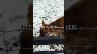 Winter Prep Season on the Farm ❄️🐄