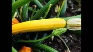 Health Benefits of Golden Zucchini