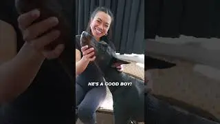 Max the Doberman LIMPS&hellip; But Watch His AMAZING Recovery! 🙌✨