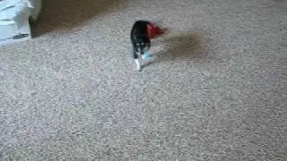 Worst Fetch Game Ever!!!