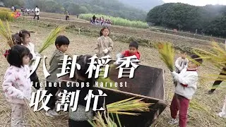 School's life: in autumn, the children harvest rice in the Eight Diagrams fields...