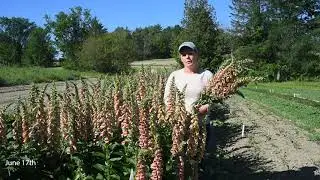 Digitalis 'Polkadot Polly'