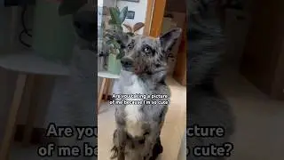 Какой милый 🐺🥰 #gsds #cutedog #dogshorts #dogmom #dogdad #cute #petshub #petsofyoutube #fyp #picture