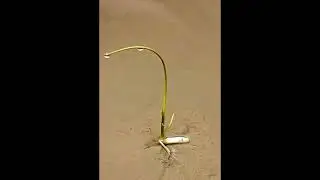 time lapse growing rice under water