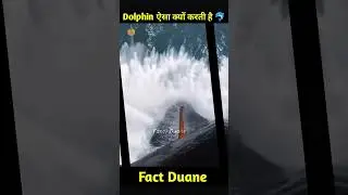 Dolphin Aisa Kyu Karte Hai ? Crazy Facts!