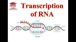 RNA Transcription (Comparison of different animation)