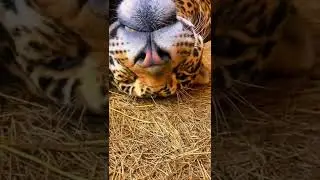 Big Cat and Hyena Nose BOOPS! ADORABLE