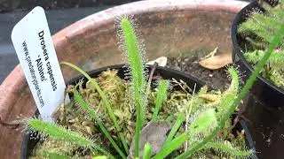 Drosera capensis 'albino' or alba Cape Sundew