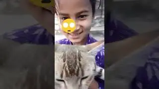 Sigma cat's attitude 😈😼#cat #entertainment #sigma #minivlog #love #uk #trending #foryou #animals
