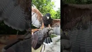 Luna 🦅 gavi&atilde;o asa de telha ( parabuteo unicinctus )#aves #avesderapina #gavi&atilde;o #natureza #gavi&atilde;o