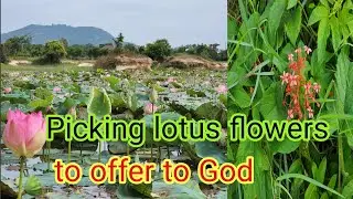 Picking lotus flowers to offer to God