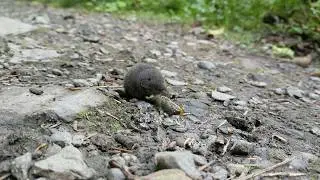 Shrew eating a dead slug