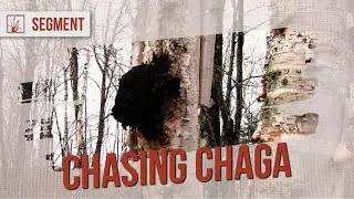 Chaga: 1 in 10,000 Birch Trees